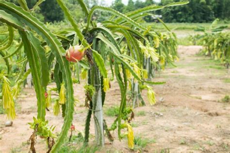 Premium Photo | Dragon fruit on plant in farm.