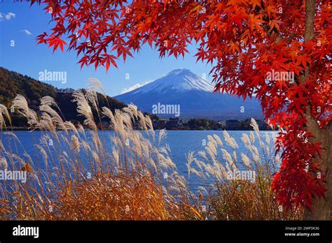 Day View Of The Snow Capped Mount Fuji Framed By Red Japanese Maples In