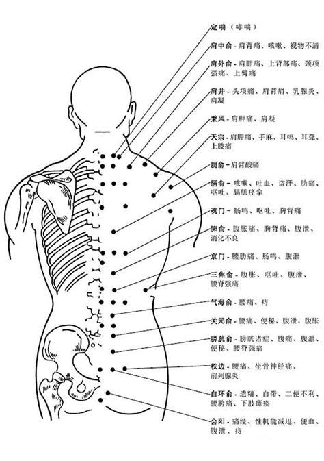 人体后背穴道图解知识详解中医药人才网