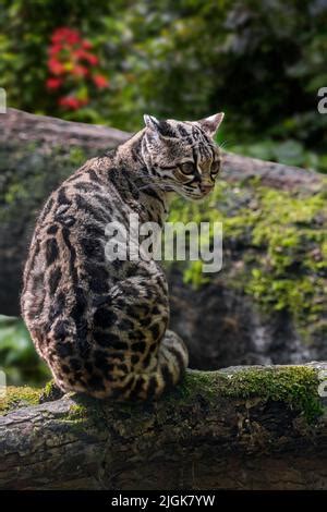 Una salvaje gato margay Leopardus wiedii en un árbol cerca de El