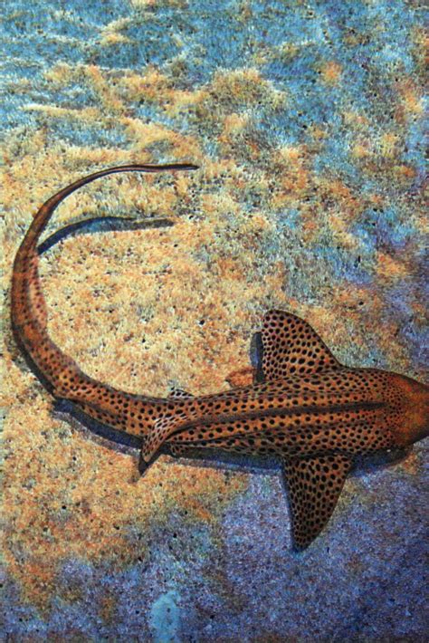 zebra shark