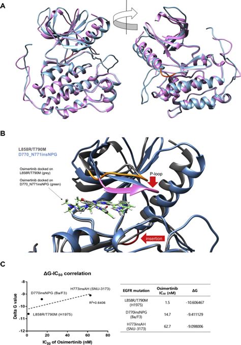 Preclinical Modeling Of Osimertinib For Nsclc With Egfr Exon