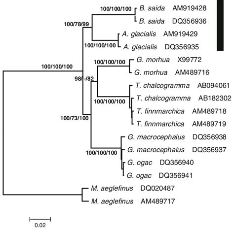 Maximum Likelihood Ml Phylogenetic Tree Based On The Alignment Of Download Scientific Diagram