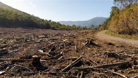 COP26: Australia signs on to plan to halt deforestation by 2030 | The ...