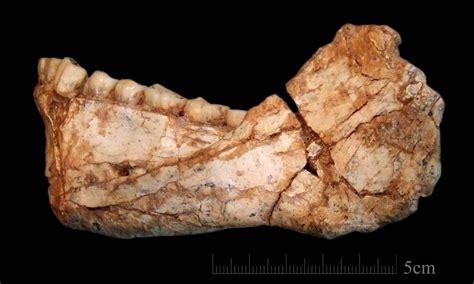 Cientistas descobrem os mais antigos fósseis do Homo sapiens Jornal