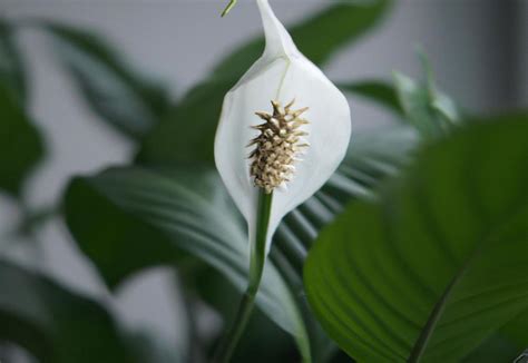 How Do You Bring A Peace Lily Back To Life AllotInABox