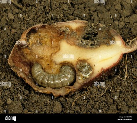 Common Cutworm Agrotis Segetum Caterpillar Inside Damaged Potato