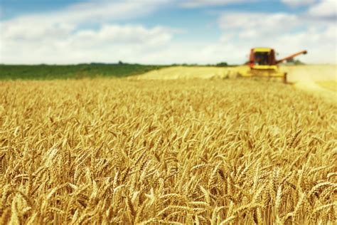 australia wheat output  soar       world grain