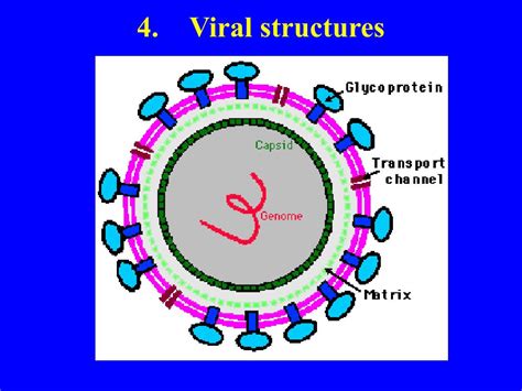 PPT BIODIVERSITY I BIOL 1051 What Are Viruses PowerPoint