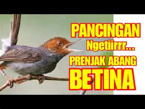 Masteran Prenjak Abang Gacor Lot Cocok Buat Masteran Burung Apapun