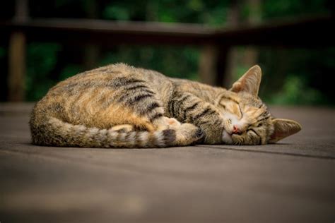 Dream About Dead Cats Meaning Interpretation