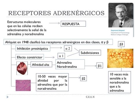 Alfa Y Beta Adrenérgicos