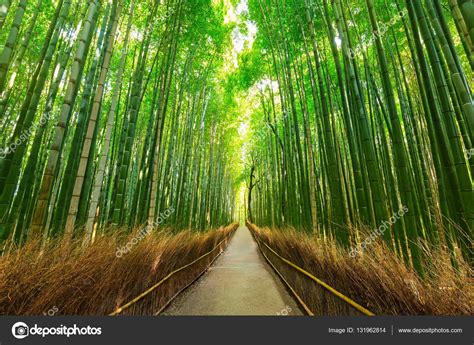 Arashiyama Floresta De Bambu Em Kyoto Fotos Imagens De Patryk