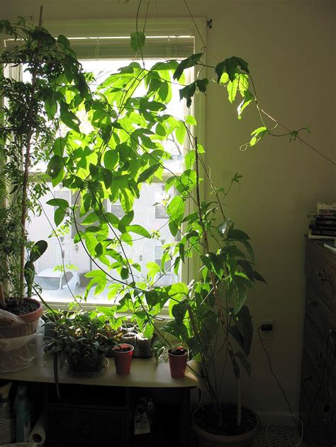 Passionfruit Passion Fruit Plant Passion Fruit Flower Indoor Flowers