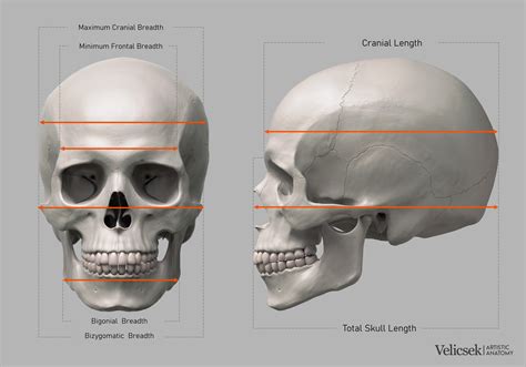 Gusztav Velicsek Proportions Guide Of The Human Skull