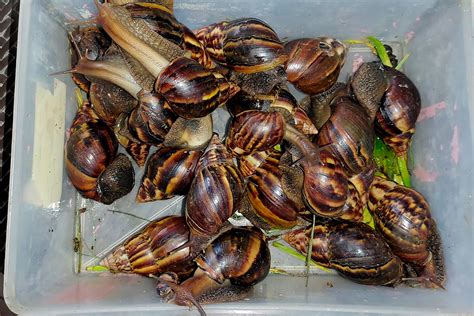 En Esfuerzo Conjunto Con La Regi N Erradicamos Al Caracol Gigante