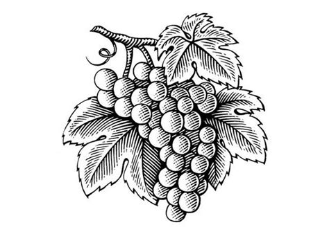 Steven Noble Illustrations: Grape Cluster Art