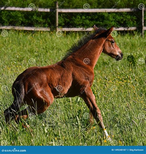 Um Potro De Sangue Quente Do Cavalo Trotando Imagem De Stock Imagem