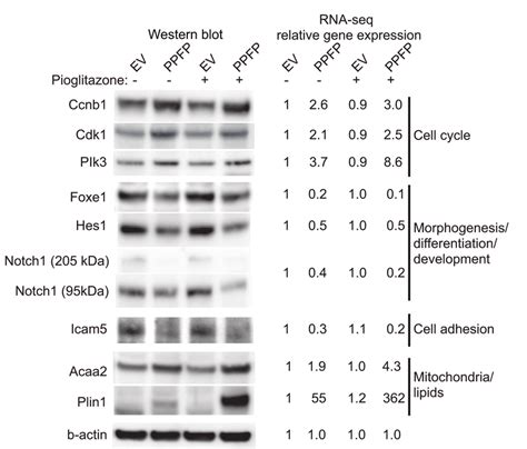 Western Blot Analysis And Rna Seq Expression Data Of Selected Genes In Download Scientific