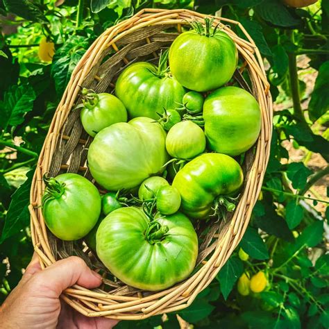 Green Tomato Recipes