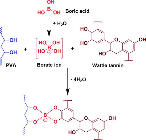 Possible Reaction Of Tannin And Pva With Boric Acid Download Scientific Diagram