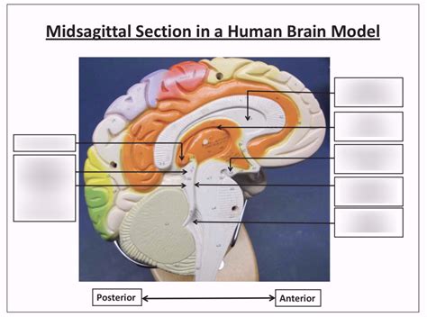 HUMAN Brain Midsagittal Section 2 Diagram Quizlet