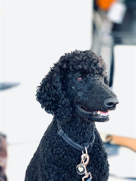 Moyen Poodles: Unveiling the Medium-Sized Family Pet