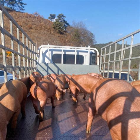 경남도축산연구소 분양돼지 농가 만족도 우수 네이트 뉴스