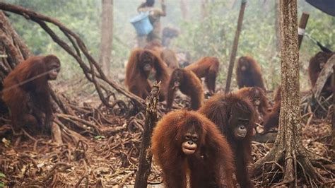 Petition · Stop Brands Using Unsustainable Palm Oil · Change.org