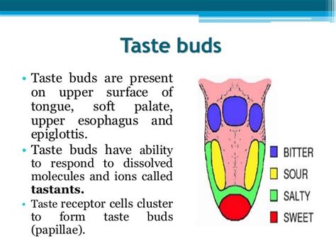 Taste buds