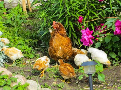 Pollo Con Los Pollos Que Buscan La Comida Entre La Hierba En La Yarda