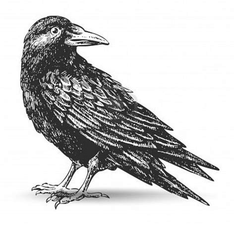 1000+ images about ravens and crows on Pinterest | Clip art, Edgar ...