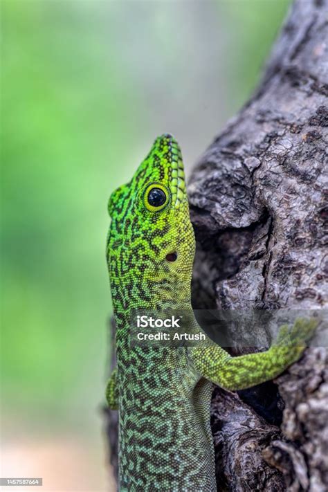 Standings Day Gecko Phelsuma Standingi Zombitsevohibasia Madagascar