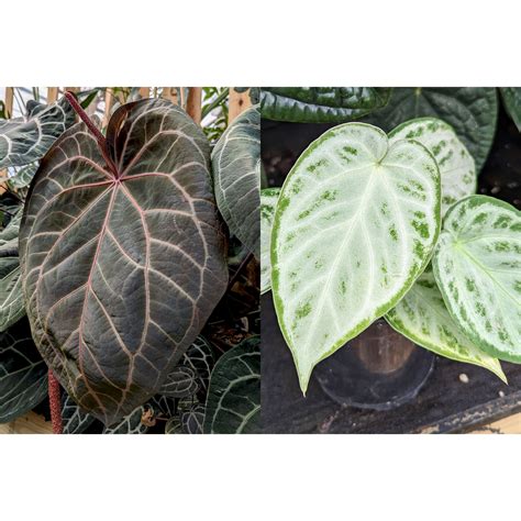 Anthurium Doc Block F2 x Silver Blush – Carnivero