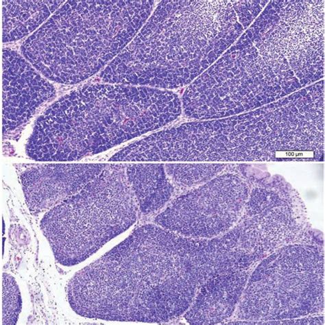 Histology of immune organs at d 42 (×200). A, bursa of Fabricius from a... | Download Scientific ...