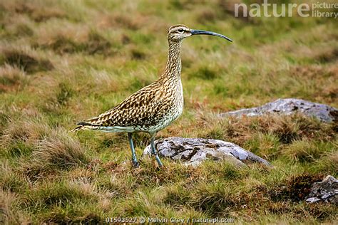 Stock Photo Of Whimbrel Numenius Phaeopus Adult Fetlar Shetland