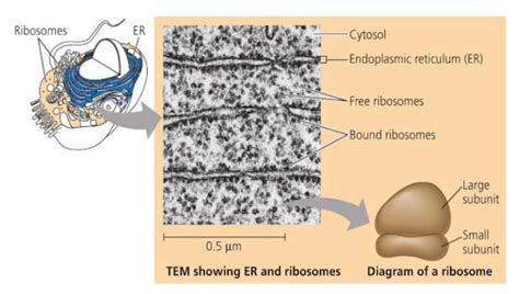 Ribosom Dan Fungsinya Lengkap Dengan Gambar