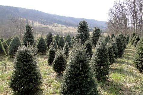 Appalachian Journal : Spruce Ridge Tree Farm Trip