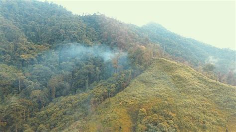 Destruyen Manzanas De Planta De Coca En Iriona Col N