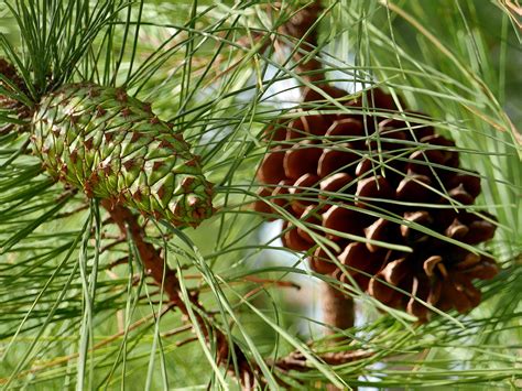 Strobili Female Pinus Palustris Sep Mmf