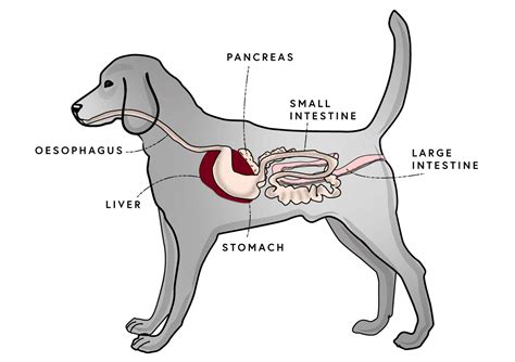 The Digestive Health Of A Dog Is Very Important