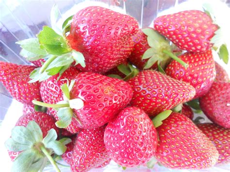 Shavalart: Strawberry farm in George