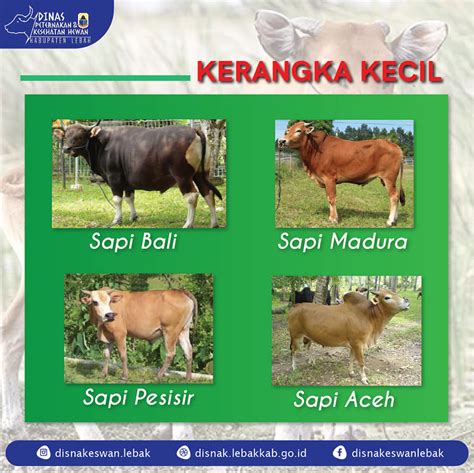 Mengenal Rumpun Bangsa Sapi Di Indonesia Dinas Peternakan Dan