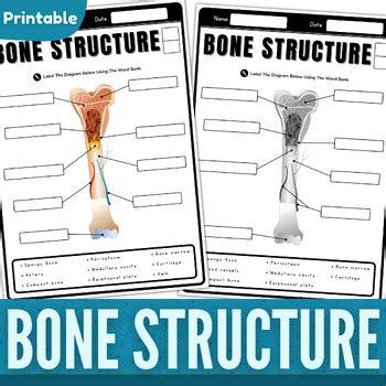 Long Bone Anatomy Labeling Worksheet Label The Long Bone Diagram