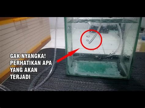 Cara Membuat Aerator Tanpa Listrik Dari Botol Bekas YouTube