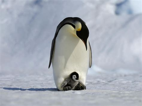 Emperor Penguins: Good dads, but less dedicated than you may have