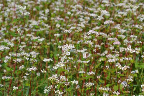 Buckwheat Cover Crop | Heavenly Seed