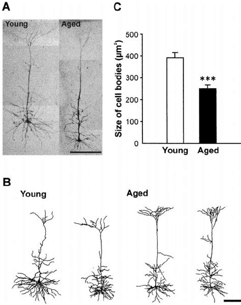 Reconstruction Of Representative Labeled Layer V Pyramidal Neurons From