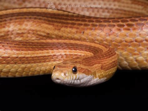 Striped Corn Snake Pantherophis Guttatus Coast To Coast Exotics