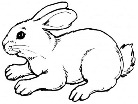 gambar sketsa kelinci  mudah terlengkap rabbit colouring
